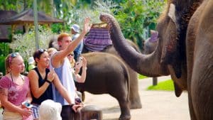 Elephant-Safari-Park-Lodge-42319
