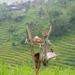 About Bali December - Rice Fields
