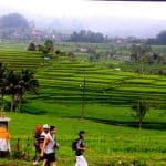 About Bali December - Rice Fields