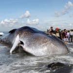 Dead sperm whale in Klungkung, Bali