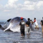 Dead sperm whale in Klungkung, Bali