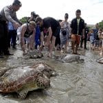 Bali police release into the wild 31 sea turtles